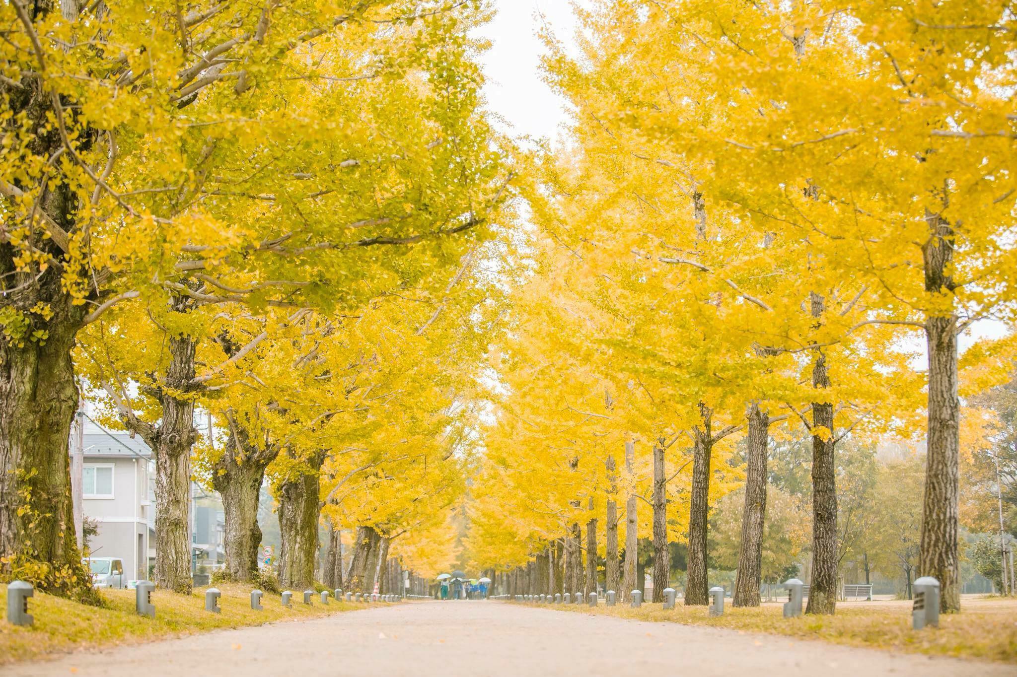 LÁ VÀNG Gifu cạnh Aichi , Mie