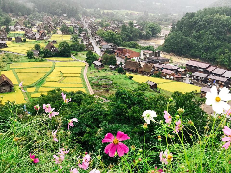 Làng cổ Shirakawago ngày lúa chín vàng rực