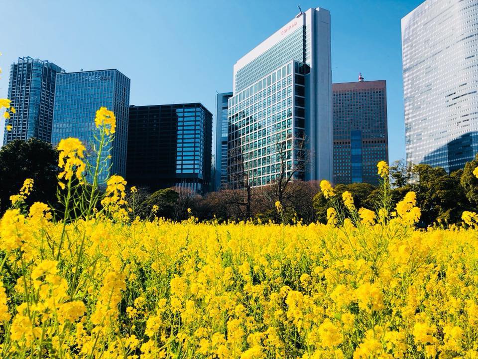 CÁC CÔNG VIÊN LỚN TRONG THỦ ĐÔ TOKYO