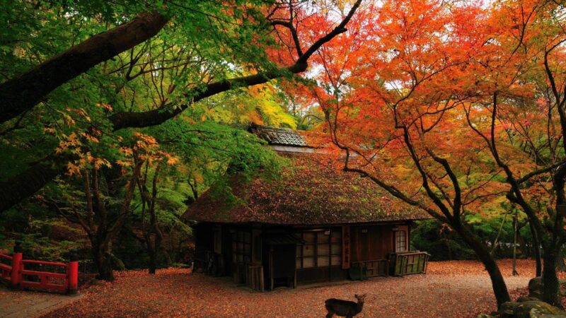 Quán trà Mùa Thu ở Kasugano – Nara