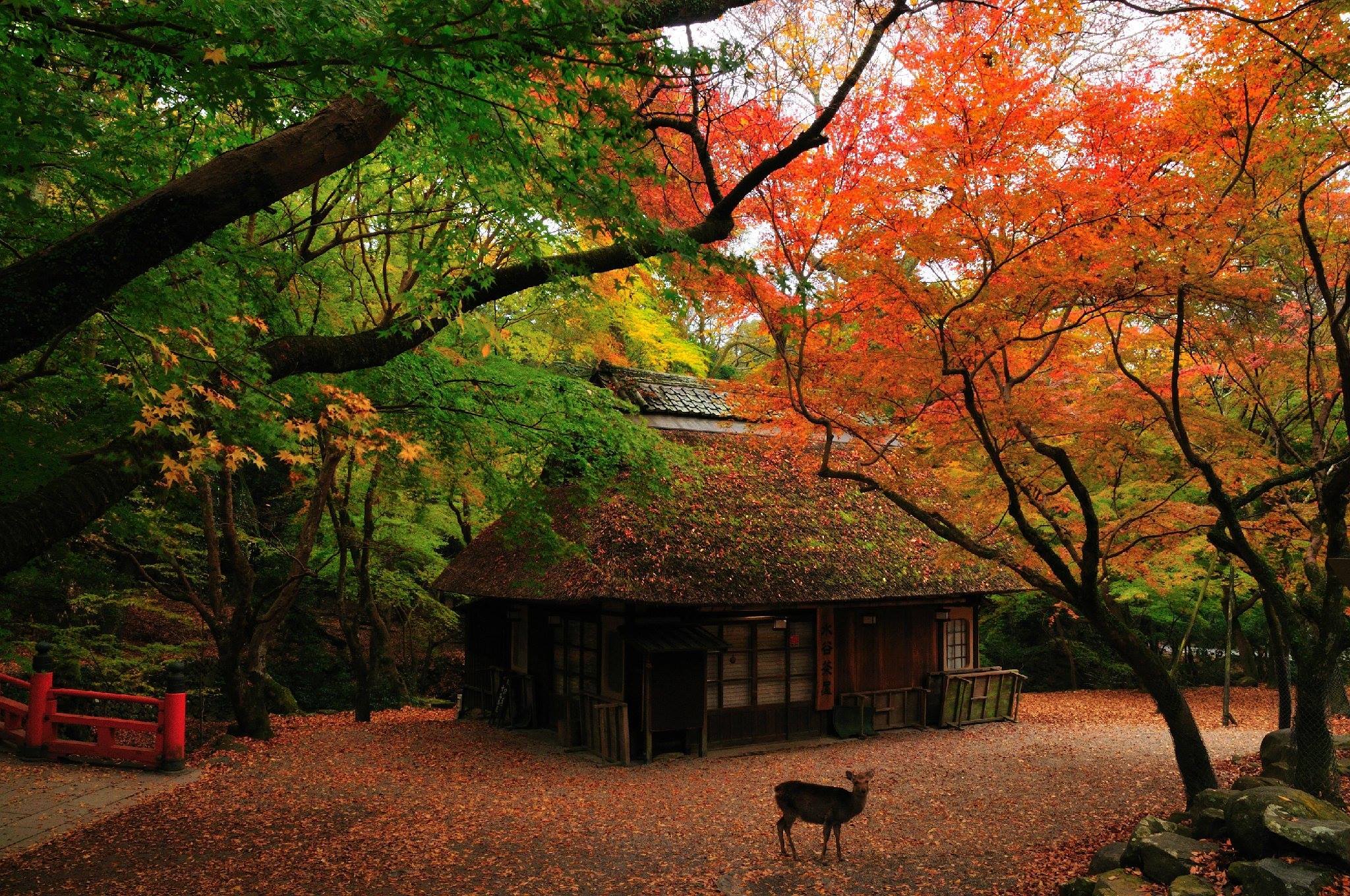 Quán trà Mùa Thu ở Kasugano – Nara