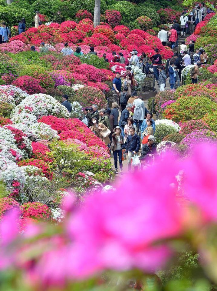 Hoa đỗ quyên đẹp nhất Tokyo