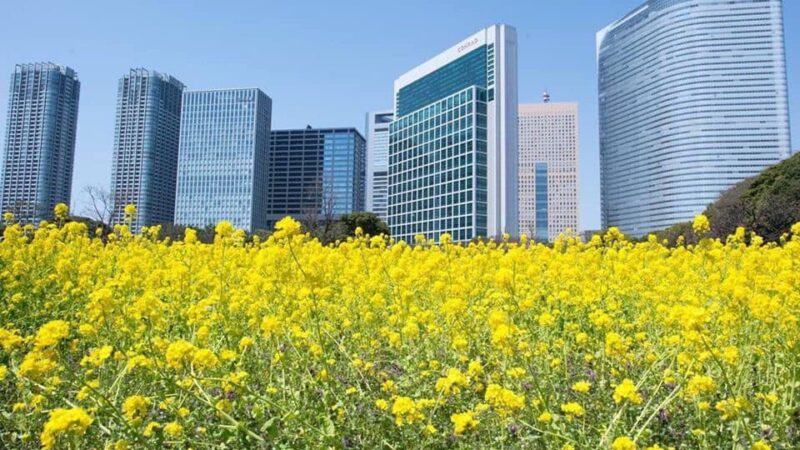 công viên Hamarikyu (浜離宮恩賜庭園) ở Tokyo