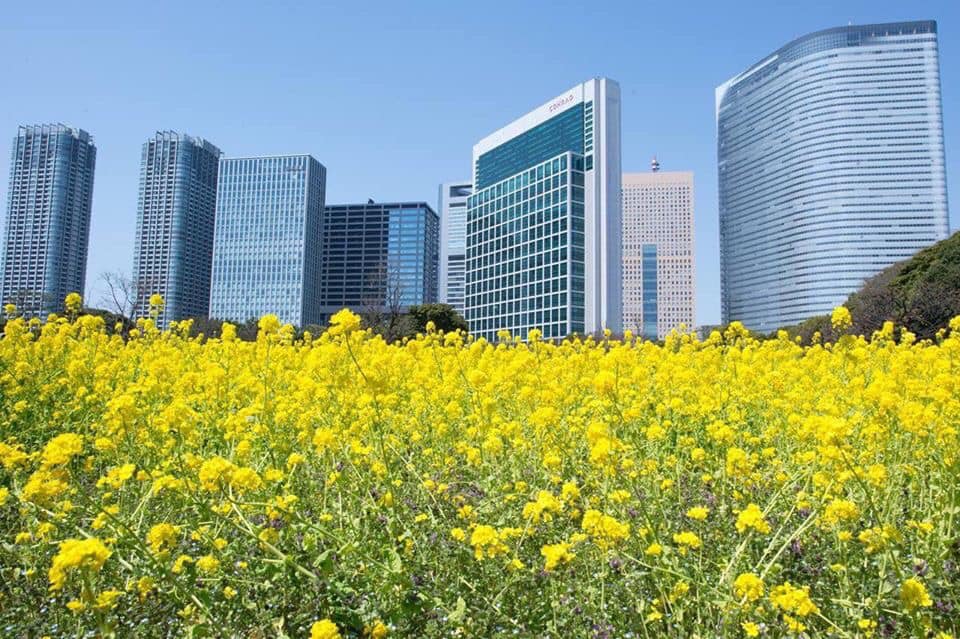 công viên Hamarikyu (浜離宮恩賜庭園) ở Tokyo