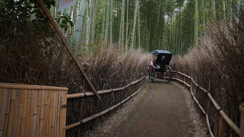 Rừng trúc huyền thoại KYOTO