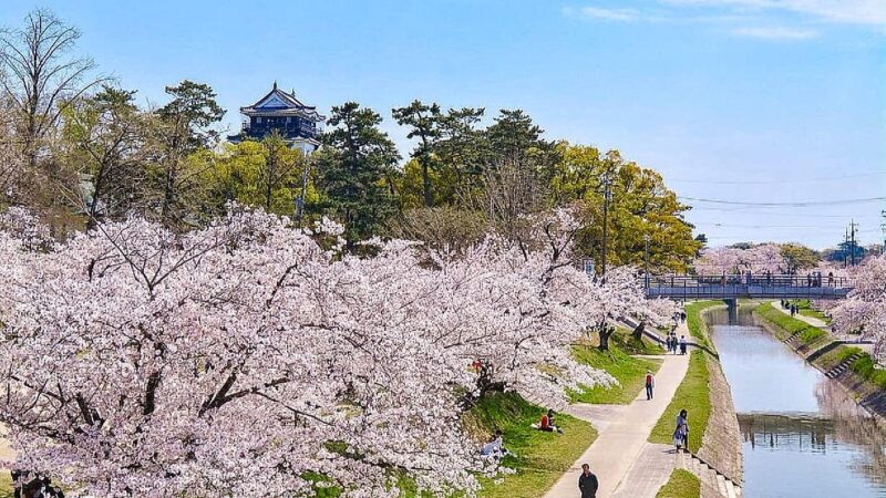 🌸 TỔNG HỢP LỄ HỘI HOA MƠ (UME) AICHI 🌸 - lovejapannews.com