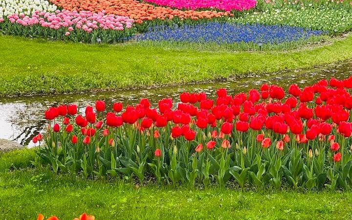 Vườn hoa tulip tại Công viên kỉ niệm Showa – Tokyo