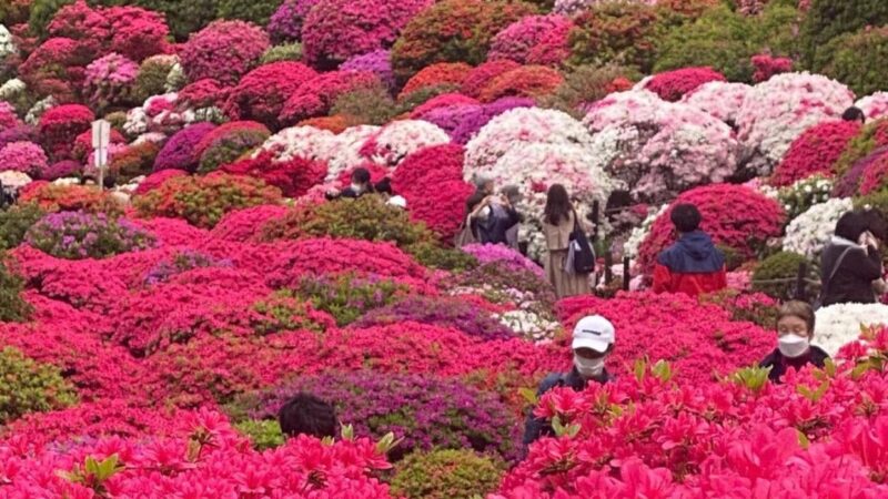 Hoa đỗ quyên ĐỀN NEZU – TOKYO