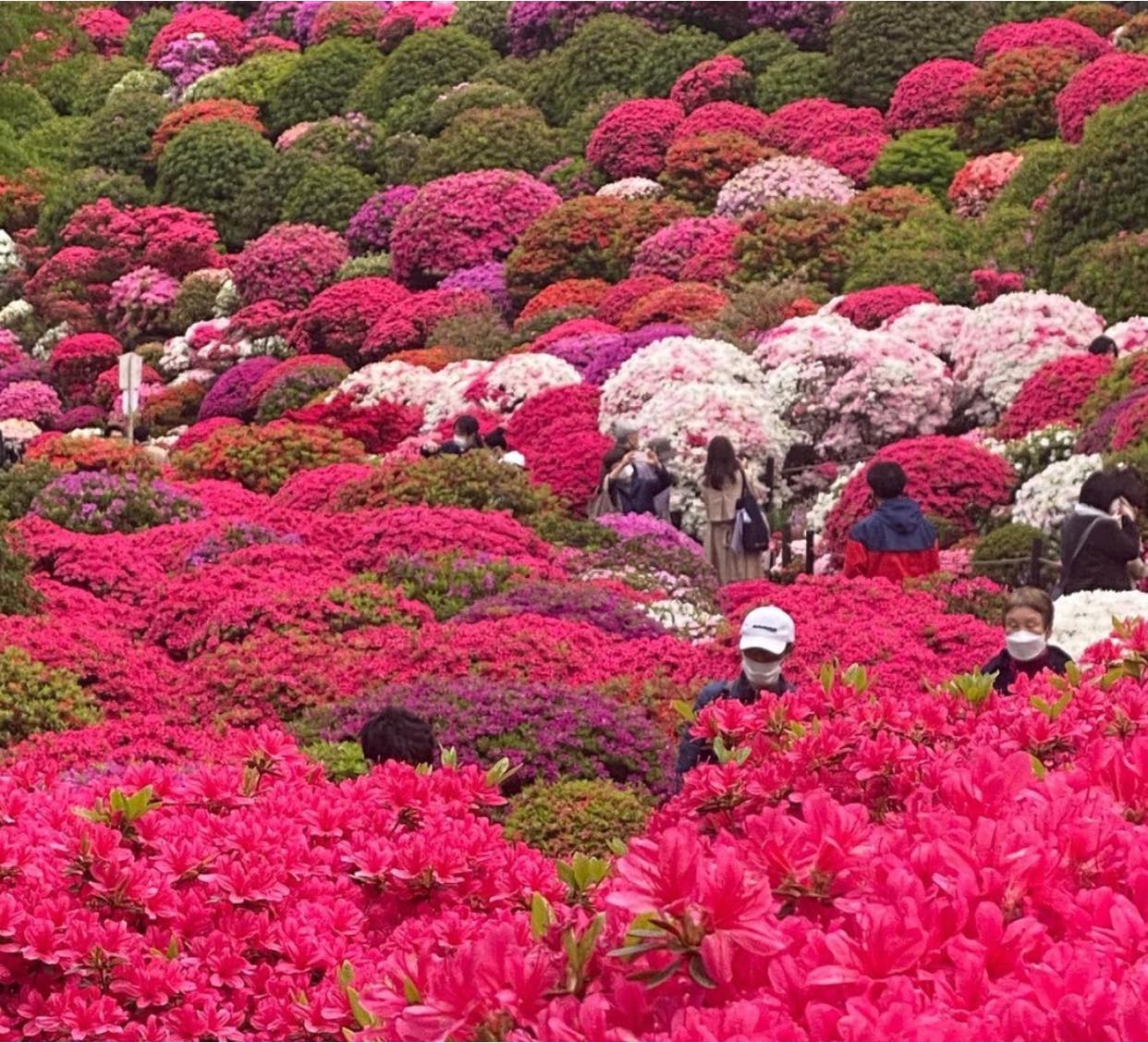 Hoa đỗ quyên ĐỀN NEZU – TOKYO