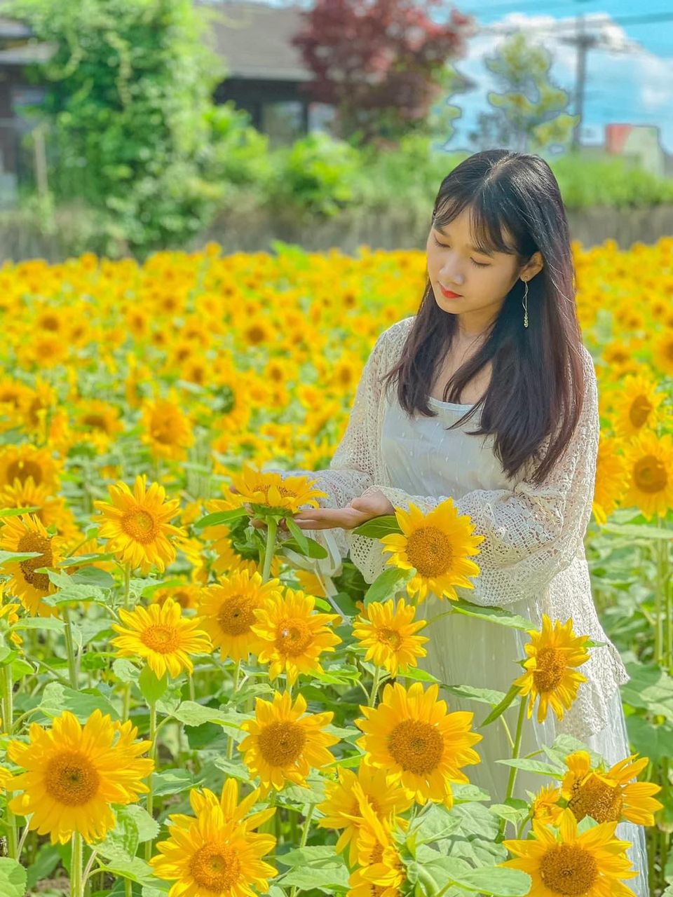 Vườn hoa hướng dương Sakura, Chiba 