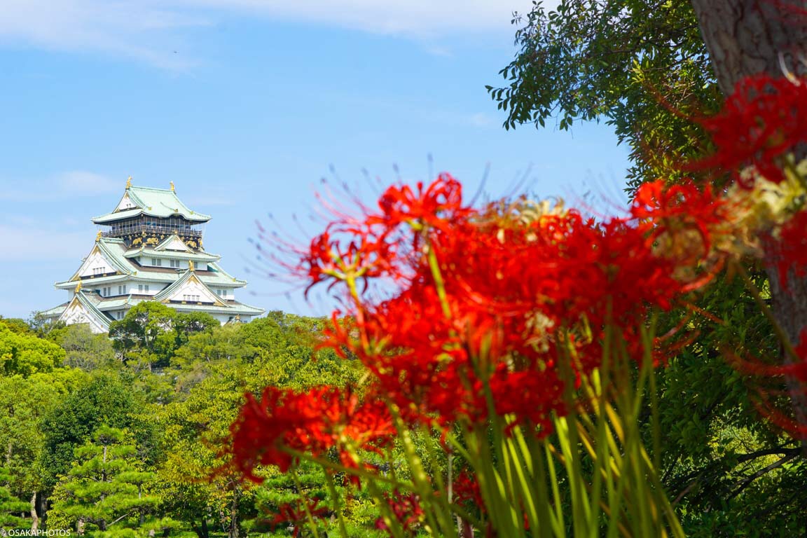 4  ĐIỂM NGẮM HOA BỈ NGẠN TẠI OSAKA TRONG THÁNG 9