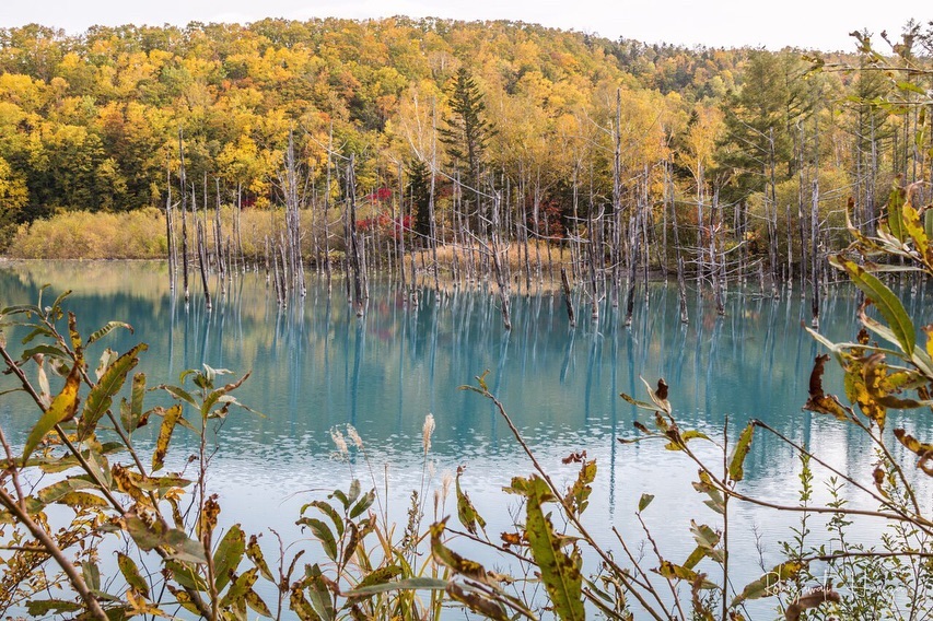 Mùa thu Hokkaido có gì đẹp