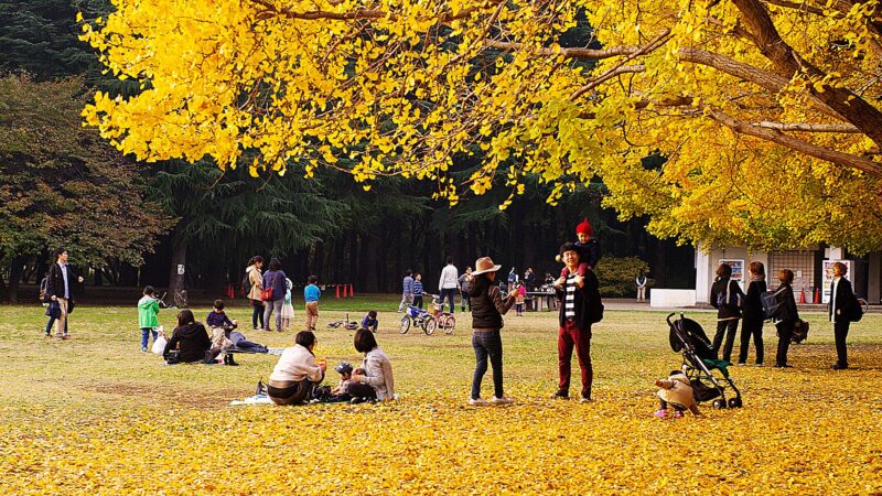 TOP 10 địa điểm ngắm lá đỏ, lá vàng nổi tiếng tại Tokyo