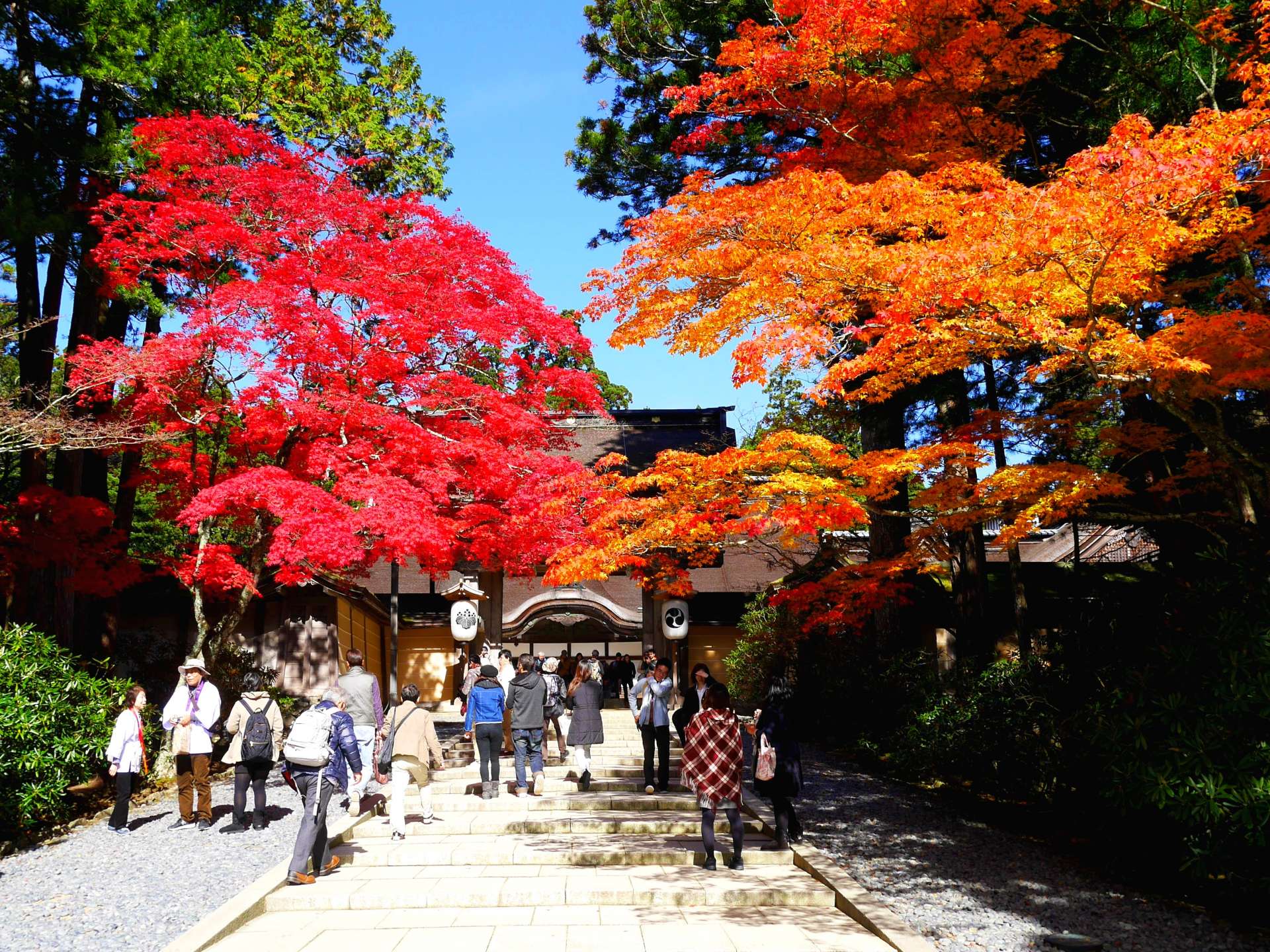 Ngắm lá đỏ tại núi Koyasan tỉnh Wakayama