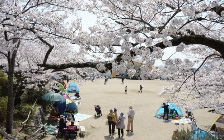 Top 10 địa điểm ngắm Sakura – hoa Anh đào nhất định phải đi ở Osaka