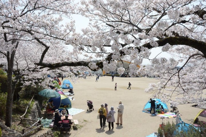 Top 10 địa điểm ngắm Sakura – hoa Anh đào nhất định phải đi ở Osaka