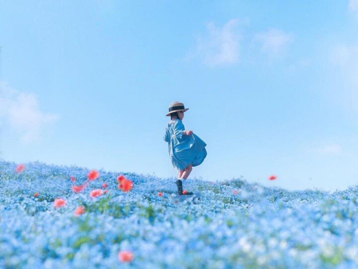 biển hoa mắt xanh Nemophila tại công viên Osaka Seaside Maishima