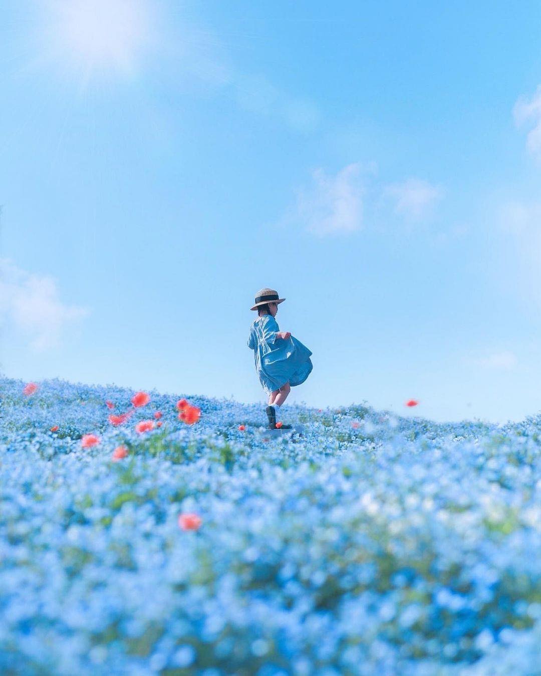 biển hoa mắt xanh Nemophila tại công viên Osaka Seaside Maishima