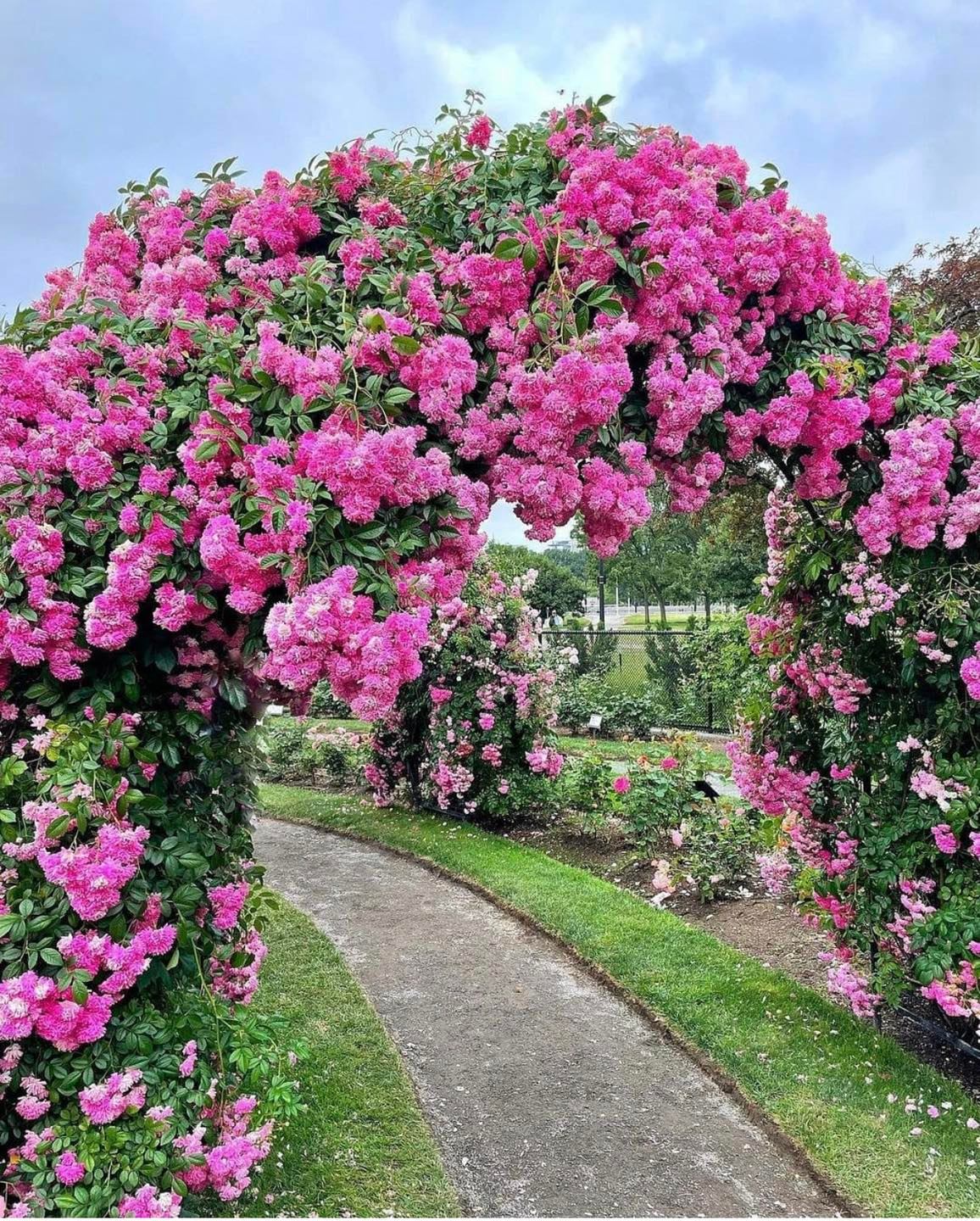 Thiên đường Hoa Hồng KEISEI ROSE GARDEN  – CHIBA