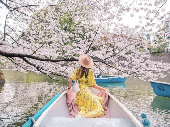 Lịch hoa anh đào nở ở Nhật Bản 2023